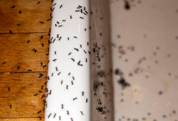 Best Flea Control Services  in Allardt, TN