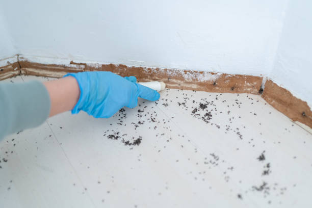 Best Mosquito Control Services  in Allardt, TN